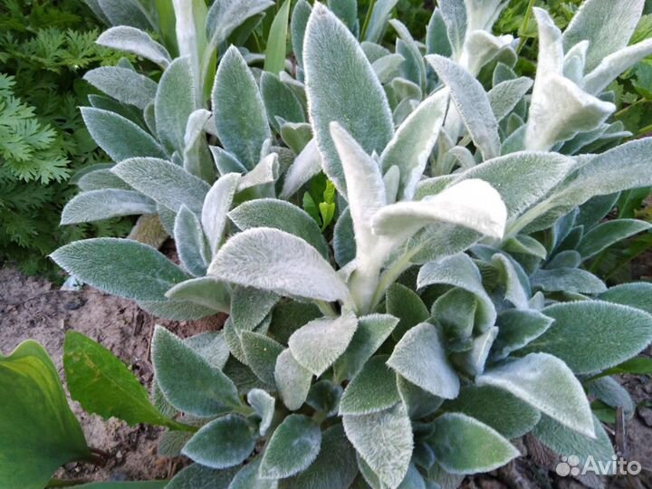 Сирень саженцы, многолетние садовые цветы