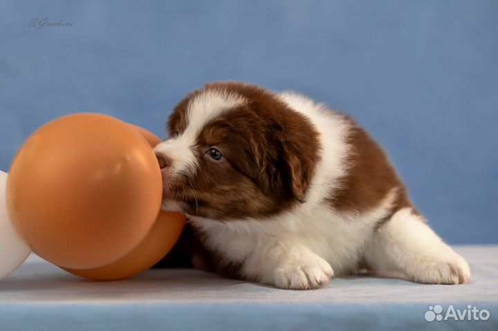 Щенок австралийской овчарки