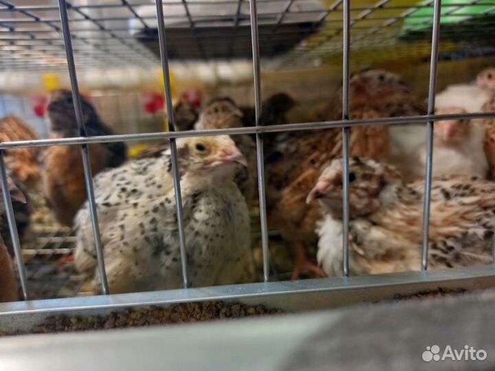 Перепела продажа