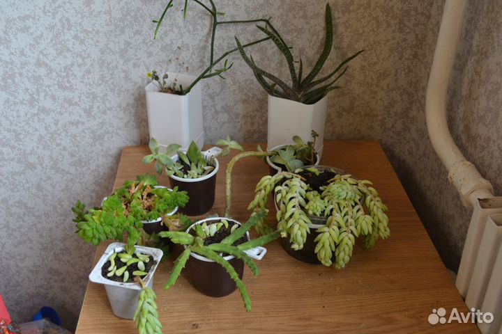 Суккуленты.Замиокулькас, красулла продырявленная