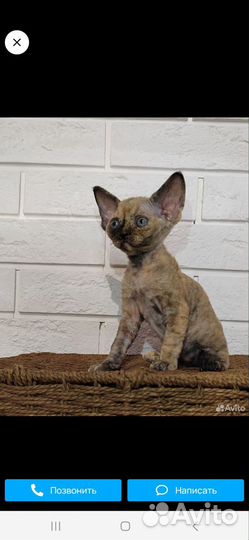 Питомник девон-рекс