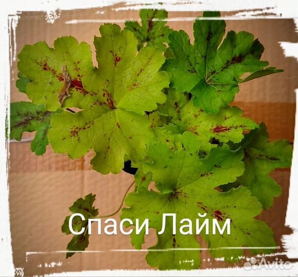 Набор гейхер 12 шт