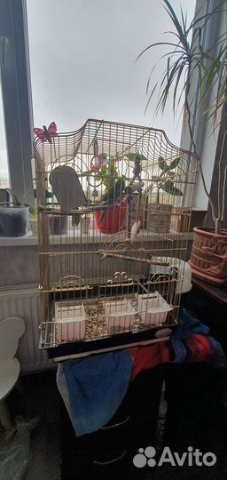 Отдам бесплатно попугая какарика в хорошие руки