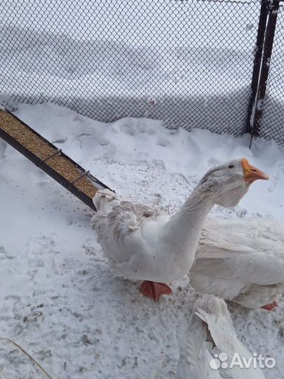 Гусыня. Холмогор