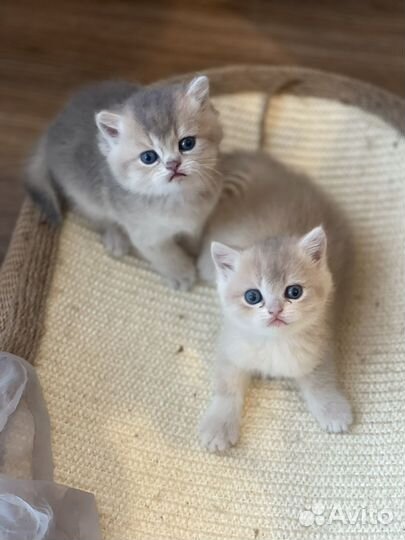 Британский котик