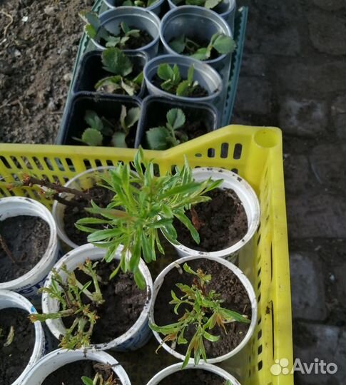 Рассада и саженцы