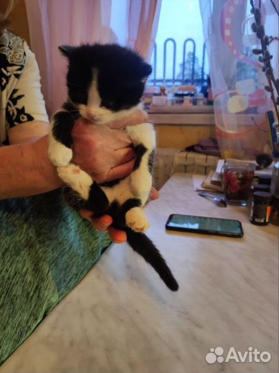 Котята
