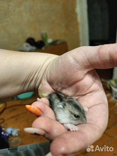 Джунгарский хомяк