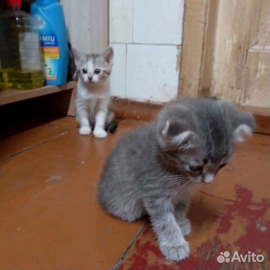 Кошка в дар бесплатно