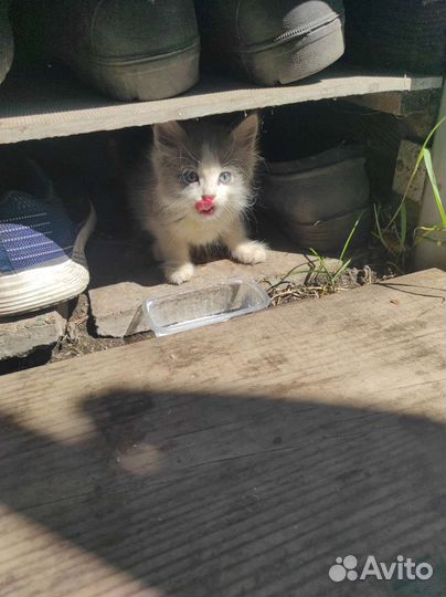 Котенок