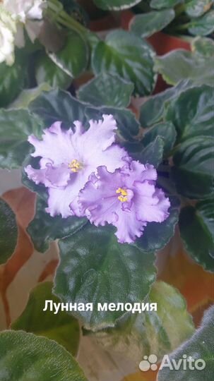 Фиалки разные сорта