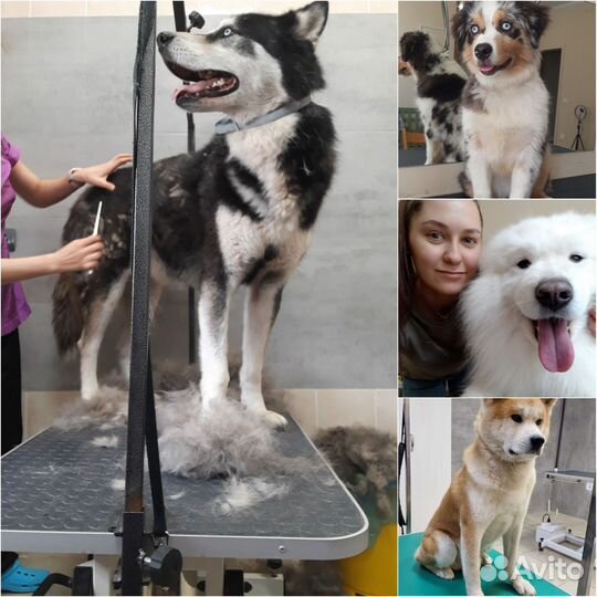 Грумер, стрижка собак, экспресс линька