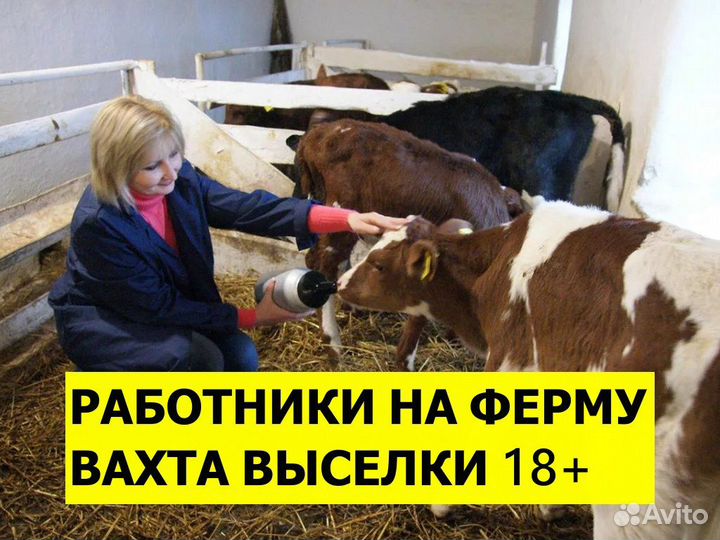 Скотник вахта Выселки