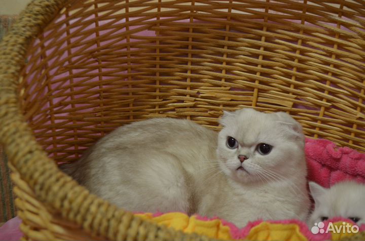 Супер фолд кошечка линкс