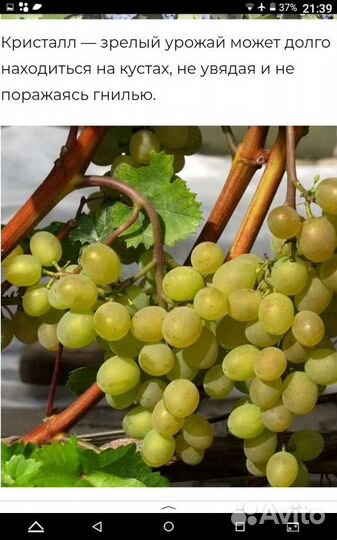 Виноград саженцы