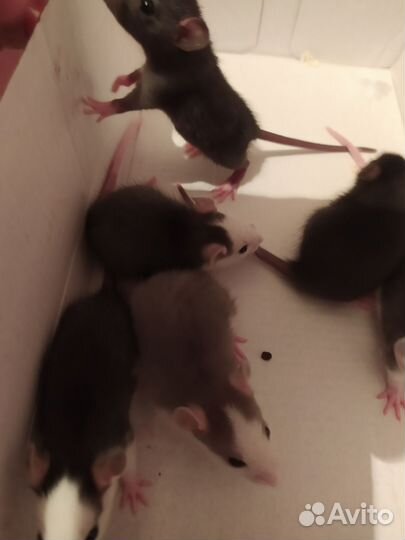 Крыса дамбо