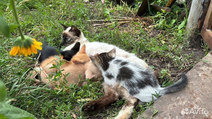 Котики в добрые руки, бесплатно
