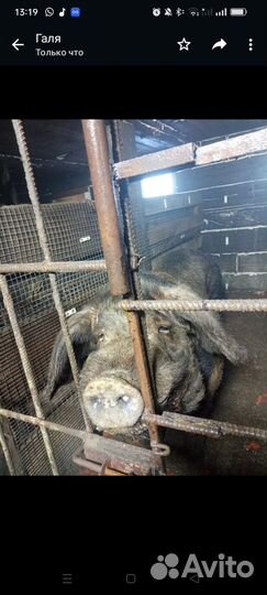 Кабан на племя