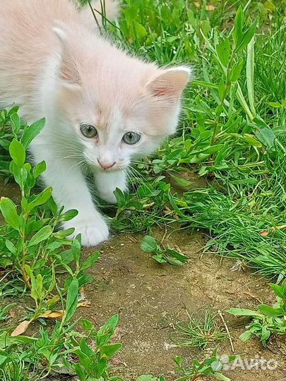 Котик в дар