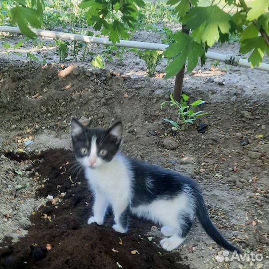 Карапузик в дар