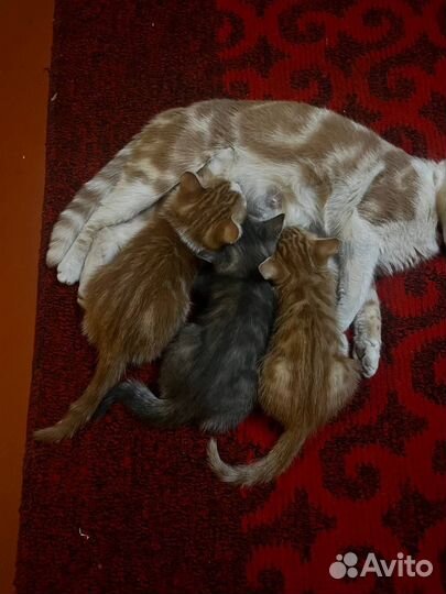 Шотландские кошки