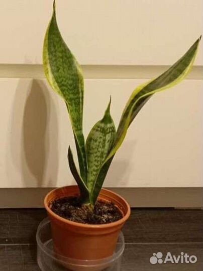 Сансевиерия