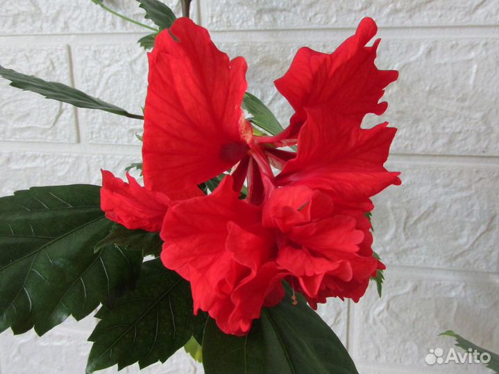 Комнатные растения разные