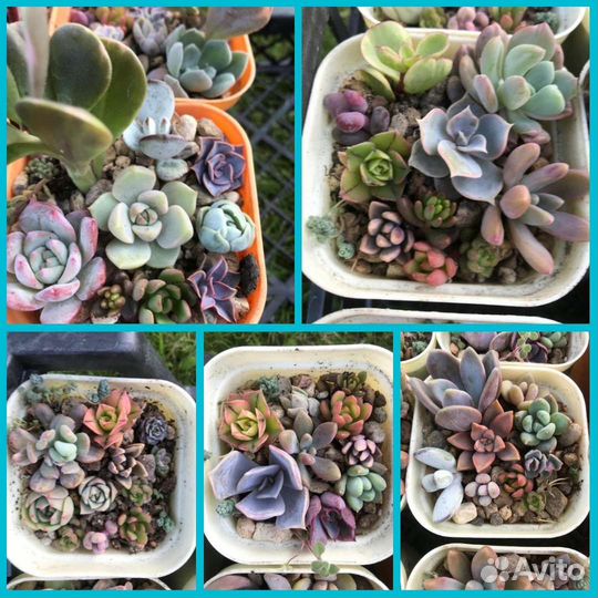 Суккуленты