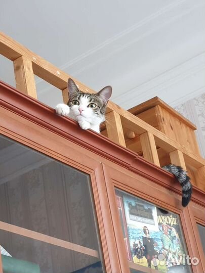 Кошка в дар бесплатно