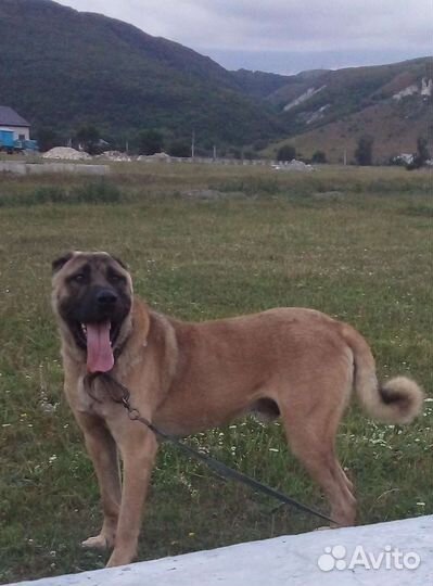 Турецкий кангал