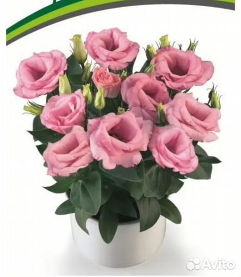 Рассада цветов эустома