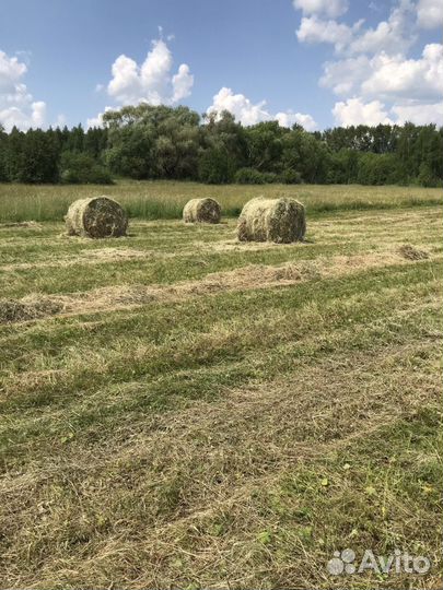 Продаю Сено