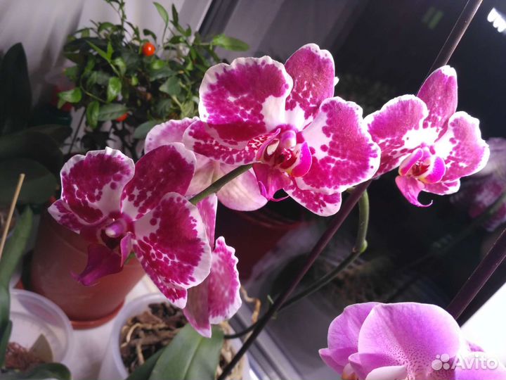 Орхидея фаленопсис