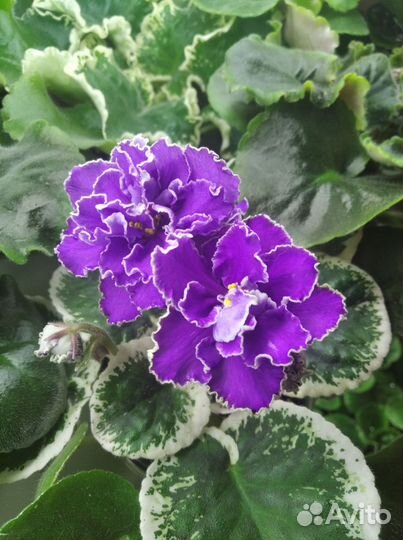 Сортовые фиалки