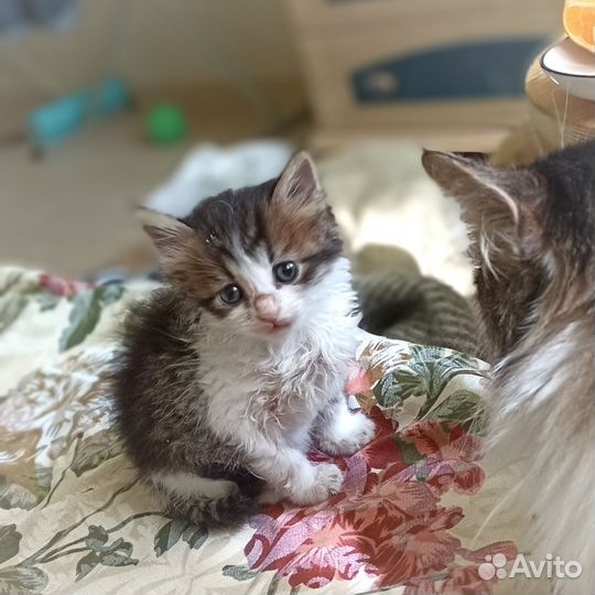 Чудо-котенок в добрые руки