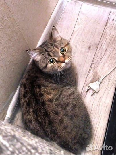 Британская кошка
