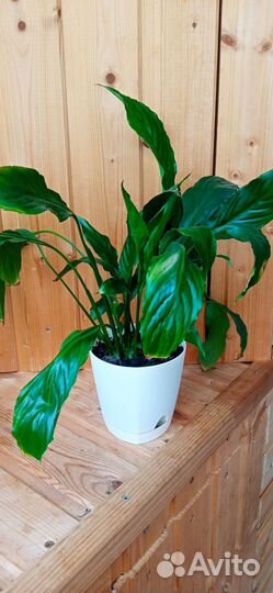 Спатифиллум