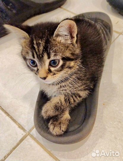 Котята в самые хорошие руки