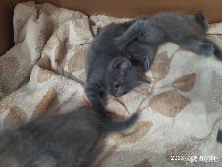 Котята в добрые руки