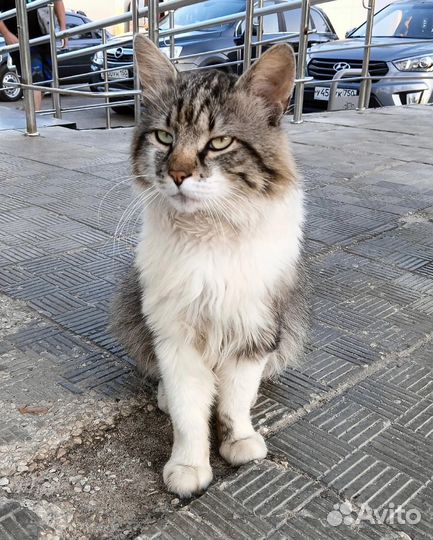 Ласковый красавчик у магазина