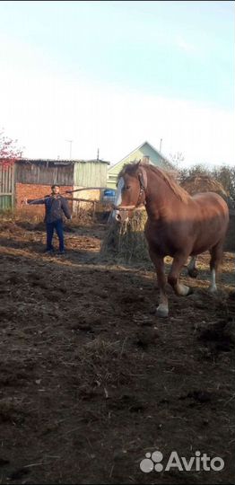 Продам кобылу с жеребёнком