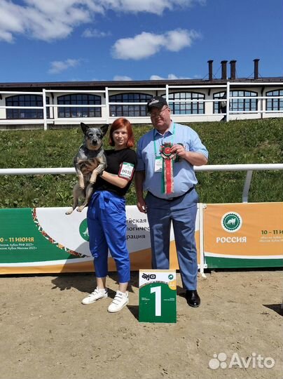 Хендлер, дрессировка собак