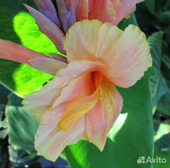 Клубни канны