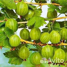 Саженцы неколючего сладкого крыжовника