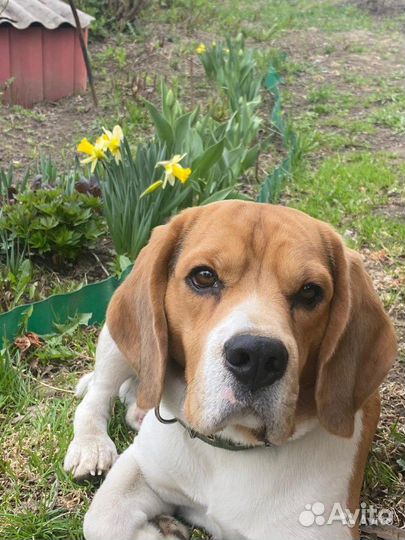 Бигль для вязки