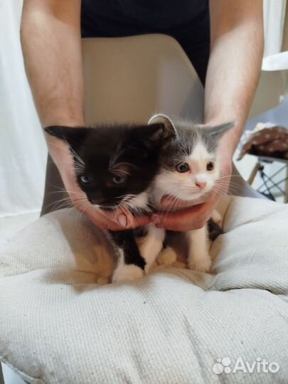 Котята в добрые руки бесплатно