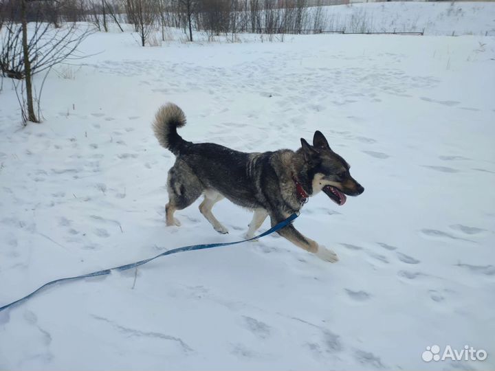 Молодой пёс угасает в приюте