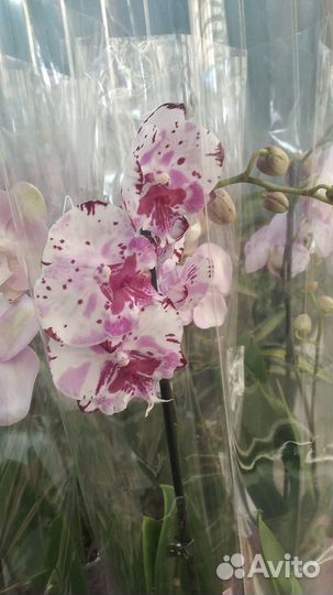 Орхидея фаленопсис