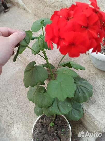 Продам комнатные растения цветы