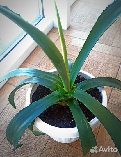 Агава голубая. Домашние и садовые растения